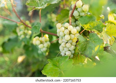 Green Grape Growing On The Grape Vines. Close Up Of Ripe Grapes Hanging On Branch. Hanging Grapes. Grape Farming. Wine Making Concept.