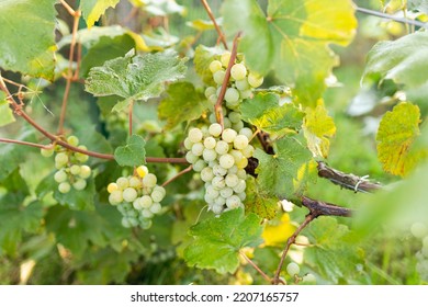 Green Grape Growing On The Grape Vines. Close Up Of Ripe Grapes Hanging On Branch. Hanging Grapes. Grape Farming. Wine Making Concept.