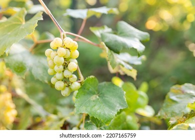 Green Grape Growing On The Grape Vines. Close Up Of Ripe Grapes Hanging On Branch. Hanging Grapes. Grape Farming. Wine Making Concept.