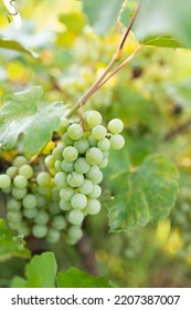 Green Grape Growing On The Grape Vines. Close Up Of Ripe Grapes Hanging On Branch. Hanging Grapes. Grape Farming. Wine Making Concept.