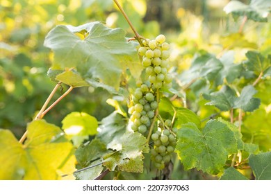 Green Grape Growing On The Grape Vines. Close Up Of Ripe Grapes Hanging On Branch. Hanging Grapes. Grape Farming. Wine Making Concept.