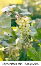 Green Grape Growing On The Grape Vines. Close Up Of Ripe Grapes Hanging On Branch. Hanging Grapes. Grape Farming. Wine Making Concept.