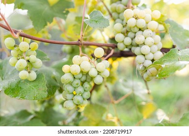 Green Grape Growing On The Grape Vines. Close Up Of Ripe Grapes Hanging On Branch. Hanging Grapes. Grape Farming. Wine Making Concept.