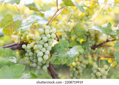 Green Grape Growing On The Grape Vines. Close Up Of Ripe Grapes Hanging On Branch. Hanging Grapes. Grape Farming. Wine Making Concept.