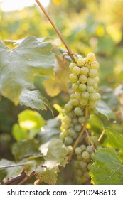 Green Grape Growing On The Grape Vines. Close Up Of Ripe Grapes Hanging On Branch. Hanging Grapes. Grape Farming. Wine Making Concept.