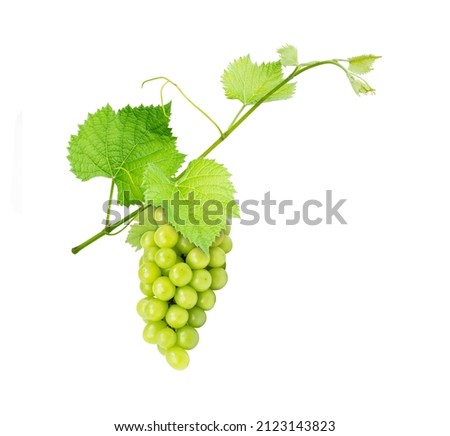 Green grape hanging on tree brach with leaves isolated on white background.
