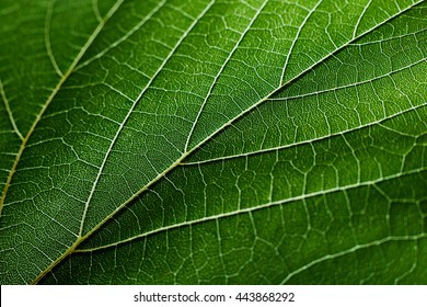 Green Grape Leaf Texture 