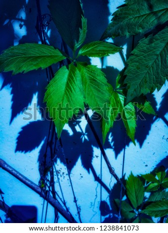 Similar – Image, Stock Photo maple leaves Plant Tree