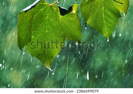 Green grape leaves in heavy rain. Summer thunderstorm, atmospheric scene