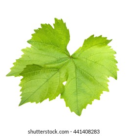 Green Grape Leaves Isolated On White Background