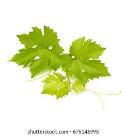 Green Grape Leaves Isolated On White Background