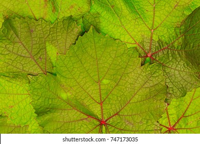 Green Grape Leaves With Red Veins, Close Up Macro Texture