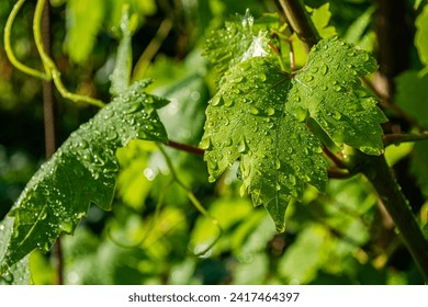 Green grape leaves with water drops close-up after rain in the vineyard. Gardening. Bright sunny summer day. - Powered by Shutterstock