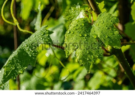 Green grape leaves with water drops close-up after rain in the vineyard. Gardening. Bright sunny summer day.