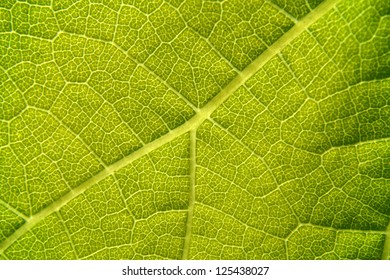 Green Grape Vine Leaf Macro