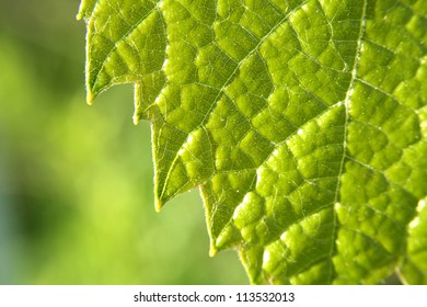 Green grape vine macro