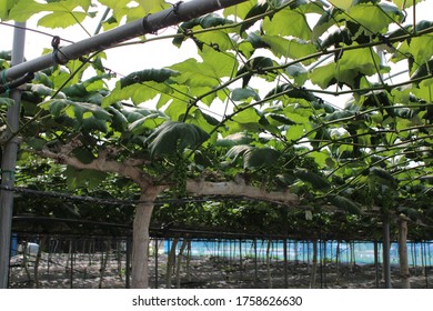 1,412 Grape Vines Greenhouse Images, Stock Photos & Vectors | Shutterstock