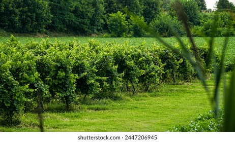 Green grape vines, wine fields - Stock photo