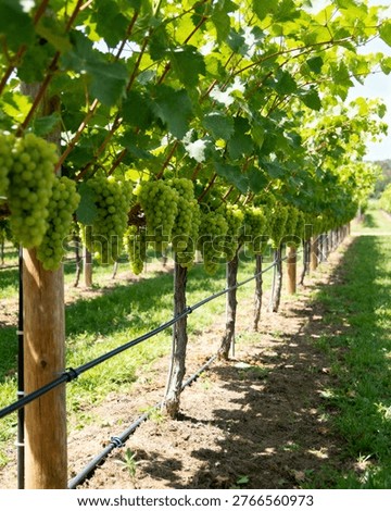 Green Grape Vineyard with Trellis Rows and Fresh Organic Fruit in Natural Sunlight