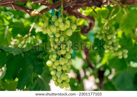 Green grapes in Coachella valley vineyard
