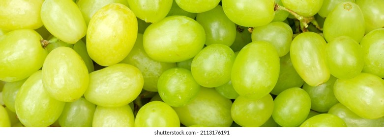 Green grapes grape fruits fruit background from above panorama fresh