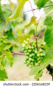 Green Grapes Growing On The Grape Vines. Close Up Of Grapes Hanging On Branch. Hanging Grapes. Grape Farming. Wine Making Concept.