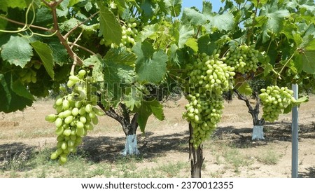 green grapes on a greek vineyard on a sunny day