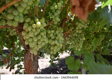 Green Grapes On Vine In Kern County, California. 