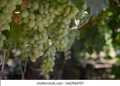 Green Grapes On Vine In Kern County, California. 