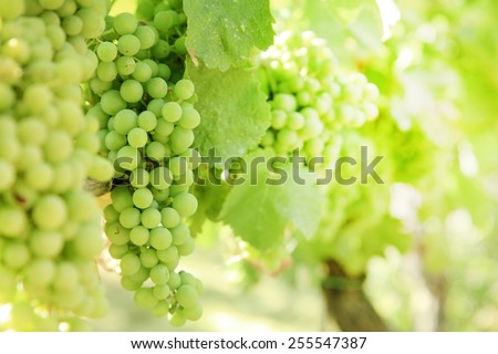 Green grapes; photo taken in Tuscany, Italy