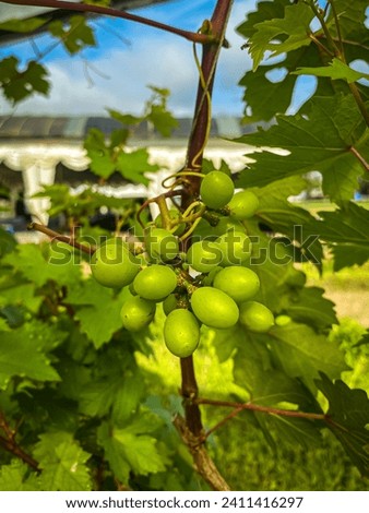Green grapes that grow fresh and dawn on the tree. Green grapes with blurred backround.
