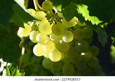 Green Grapes Vineyard Sunlight Transluscent - Powered by Shutterstock