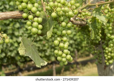 Green Grapes, Wine Vineyard  - Shutterstock ID 271439207