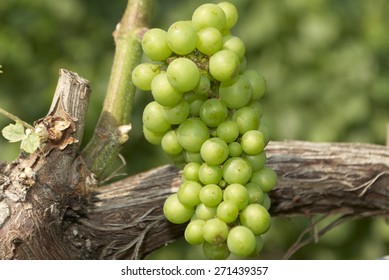 Green Grapes, Wine Vineyard  - Shutterstock ID 271439357