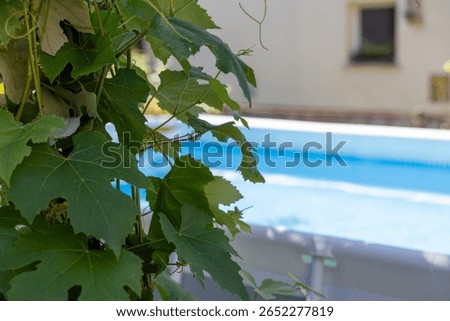 Green grapevine leaves in sharp focus with an above ground swimming pool and water blurred in the background, capturing the contrast between lush natural foliage and a bright, inviting backyard pool