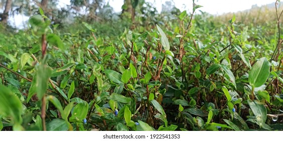 Green Grash Farming Agricutural  Fresh Vegtables