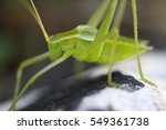 Green grashopper macro