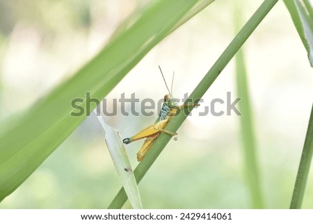 Green Grashopper (Oxya Serville) on the blade of grass. Insects belonging to the suborder Caelifera.
