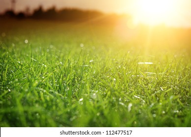 Green grass - Shutterstock ID 112477517