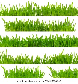 green grass - Shutterstock ID 263805956