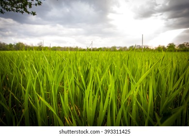 green grass