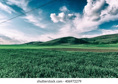 green grass
