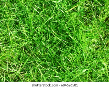 Green grass - Shutterstock ID 684626581