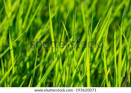 Green Grass