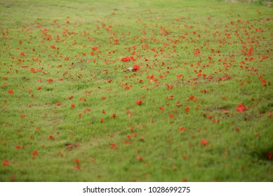 green grass background