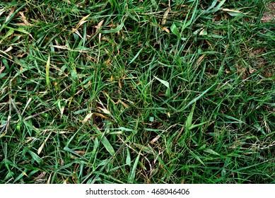 Green grass background - Shutterstock ID 468046406