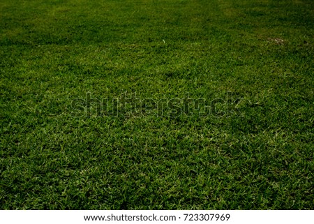 green grass background