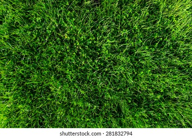 Green Grass Background From Above