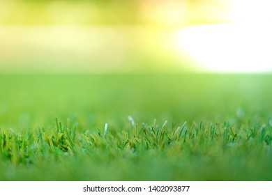 Green Grass Background With Bight Light Bokeh At The Back