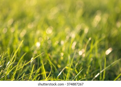Green Grass Background Bokeh Blur.